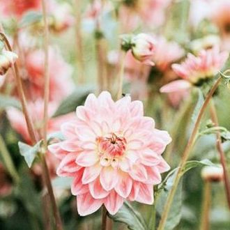 most beautiful flowers photos