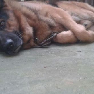 can dostum