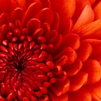 Kapak Fotoğrafları
