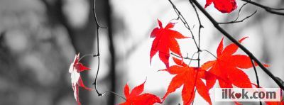 Cover Images