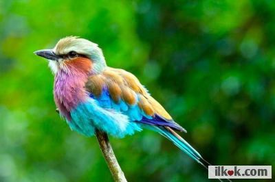 I like this bird colors