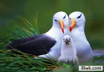 Beautiful bird family  :)