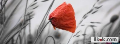 Cover Images