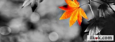 Cover Images