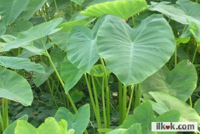 ⁣Daun Talas or taro leaves (Colocasia esculenta) ... who wants to use it?  Because there's a lot of potential in my area...