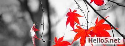 Cover Images