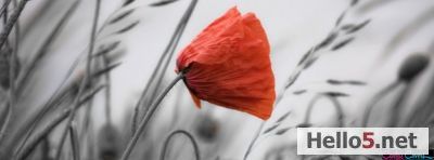 Cover Images