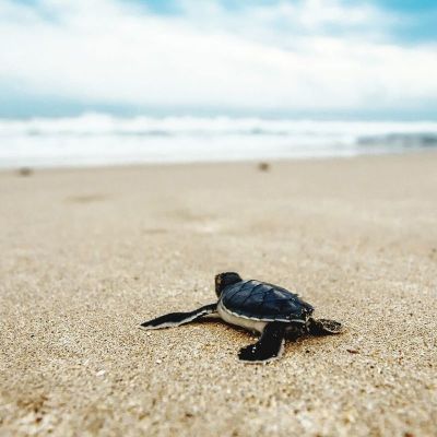 Caretta Caretta