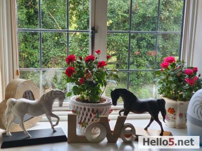 My window where I drink coffee every morning...