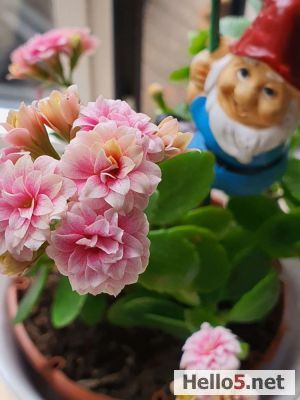 My flowers
