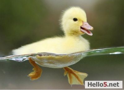 #duck #duck #duckling