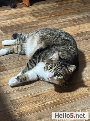 Biz Türkler kedileri severiz 🇹🇷🐱😻🐈